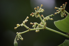 Cissus vitiginea